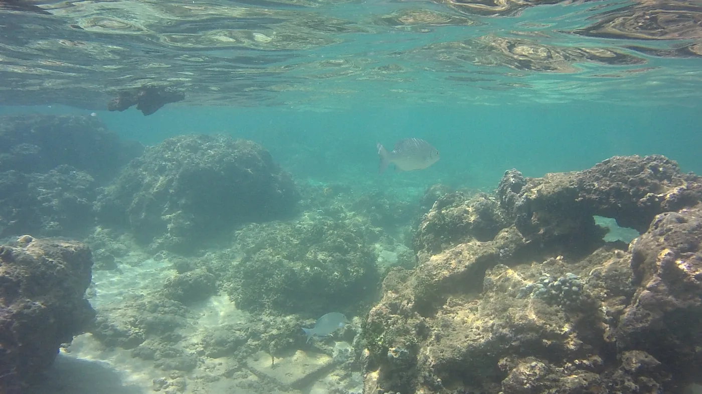 Hikkaduwa Reef