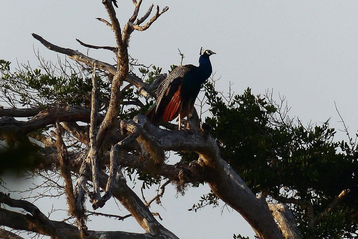 Peacock and birdlife in Yala National Park, Sri Lanka