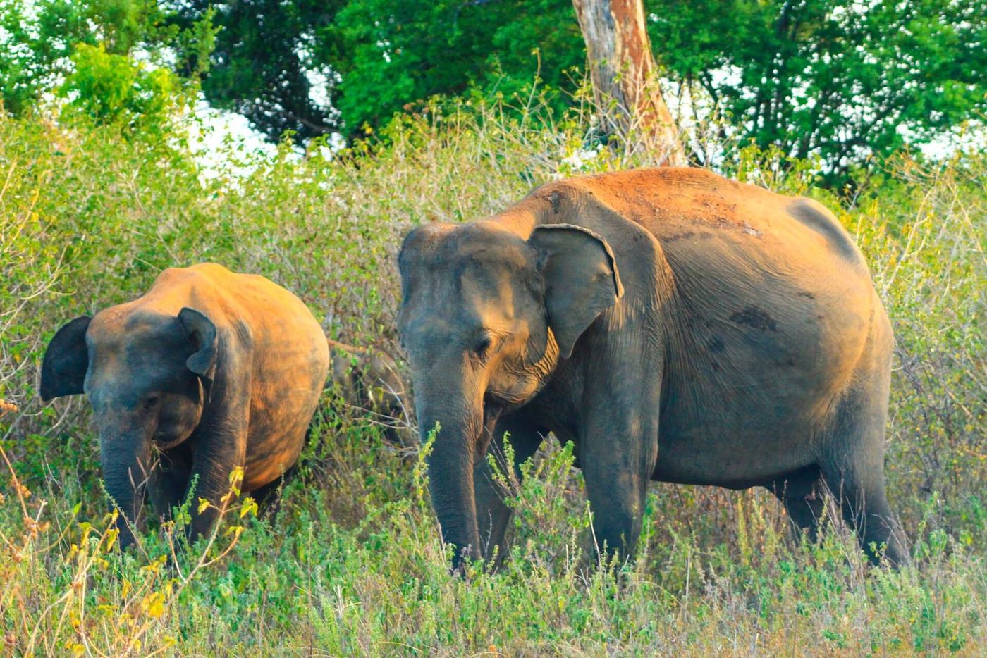 A wild elephant and her calf in Udawalawe National Park