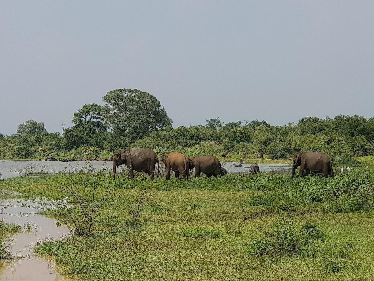 A herd of wild elephants near the water in Udawalawe National Park