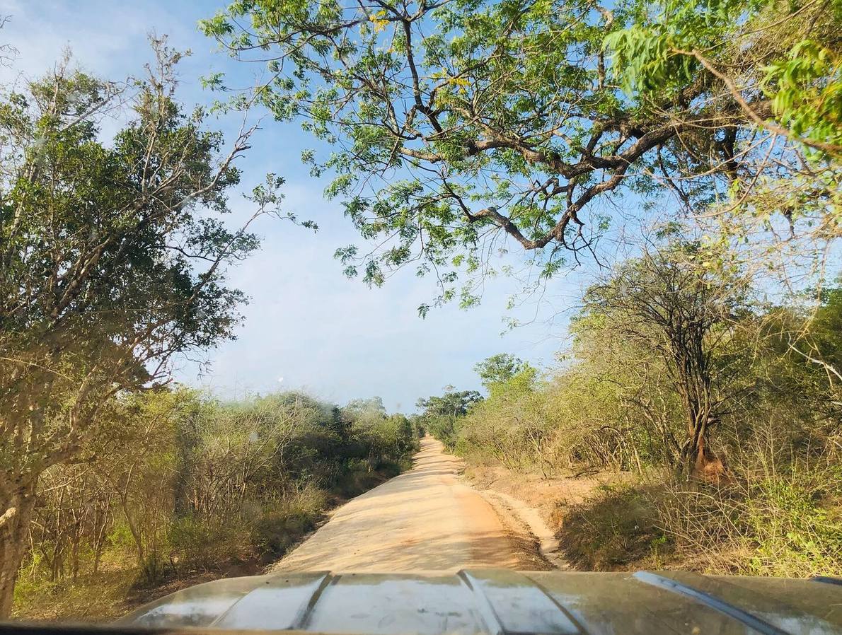 A safari jeep driving along a track through the Yala forest