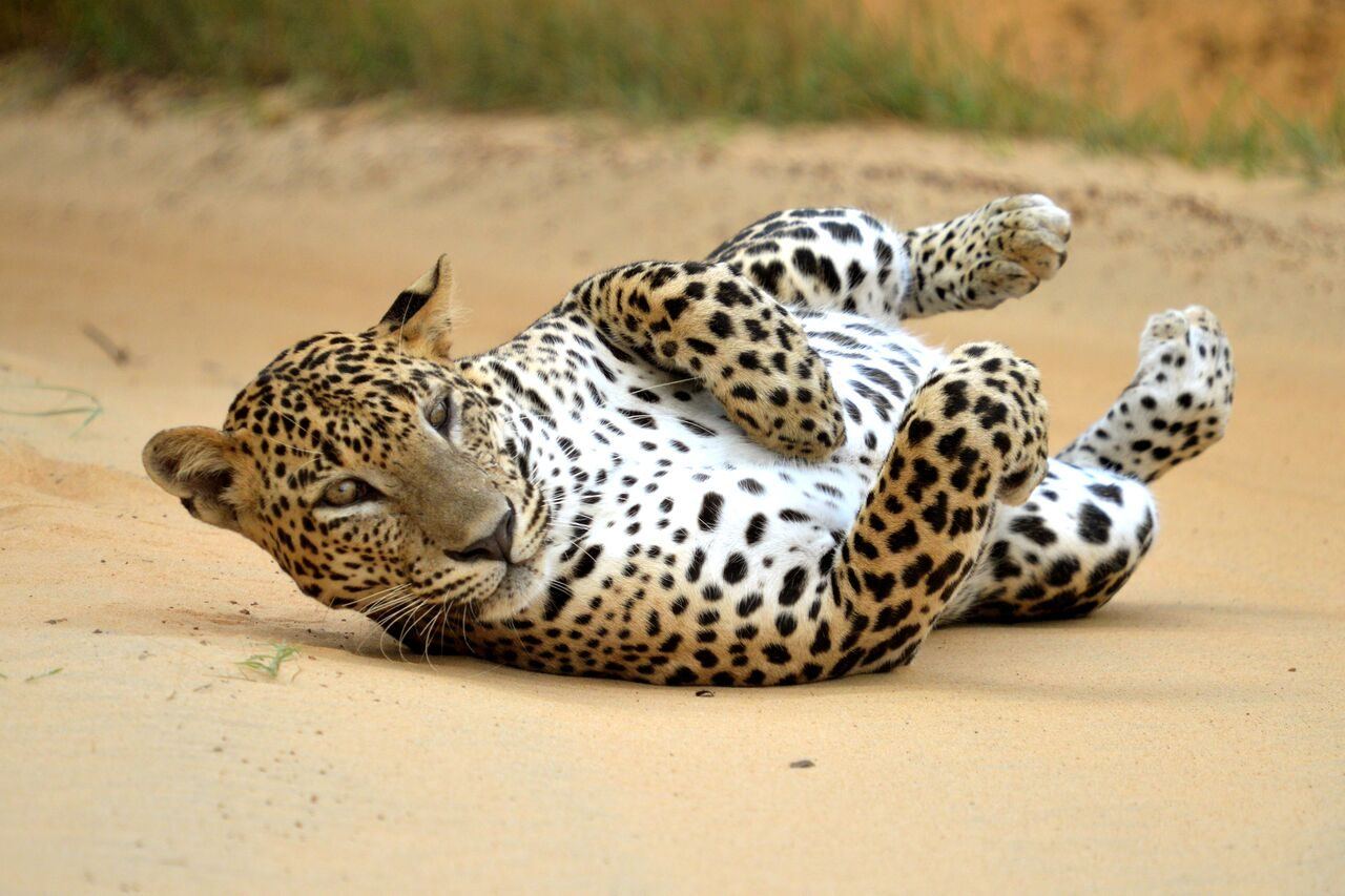 Leopard on the sand — Yala National Park Safari