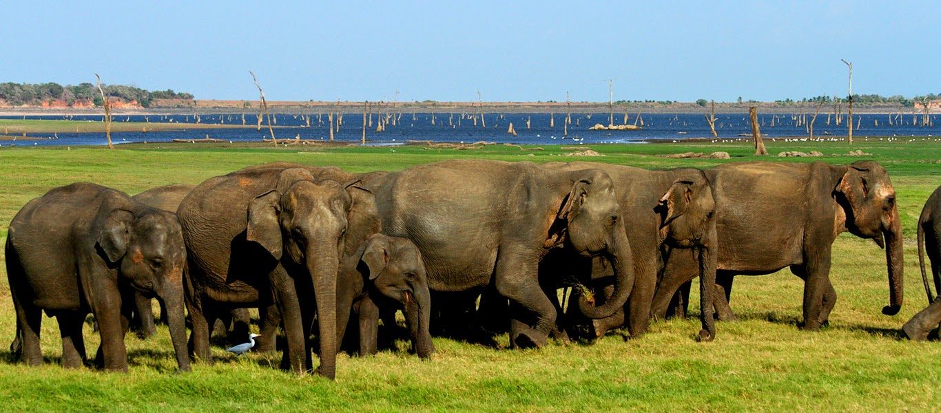 Herd of wild elephants in a Sri Lankan national park